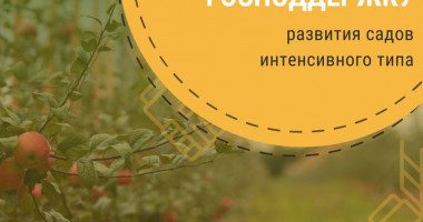 правительство России усилит господдержку развития садов интенсивного типа - фото - 1
