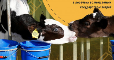 кабмин включил закупки молодняка КРС в перечень возмещаемых государством затрат - фото - 1