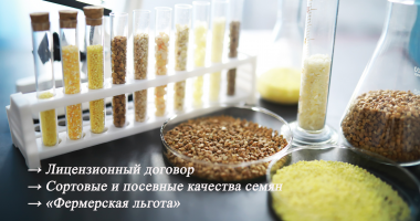 о необходимости заключения лицензионных договоров на запатентованные сорта - фото - 1